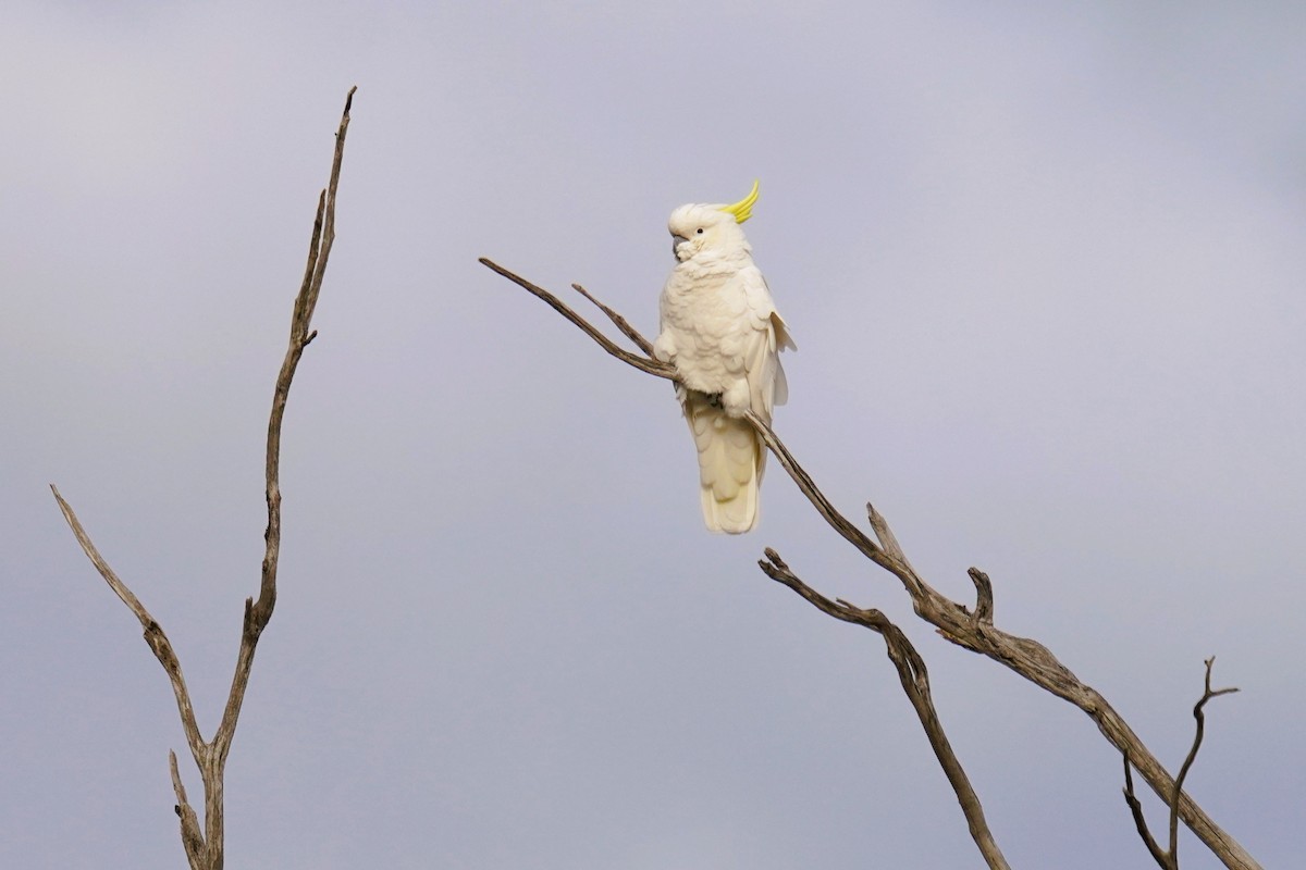 Sulphur-crested Cockatoo - ML638974857