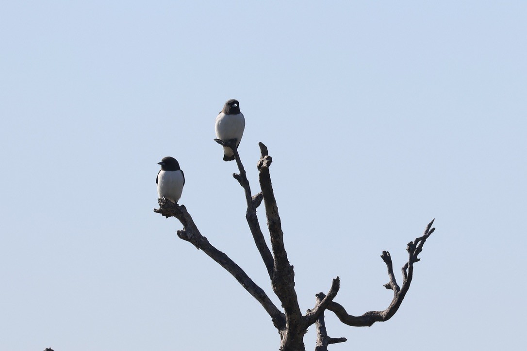 White-breasted Woodswallow - ML638974859