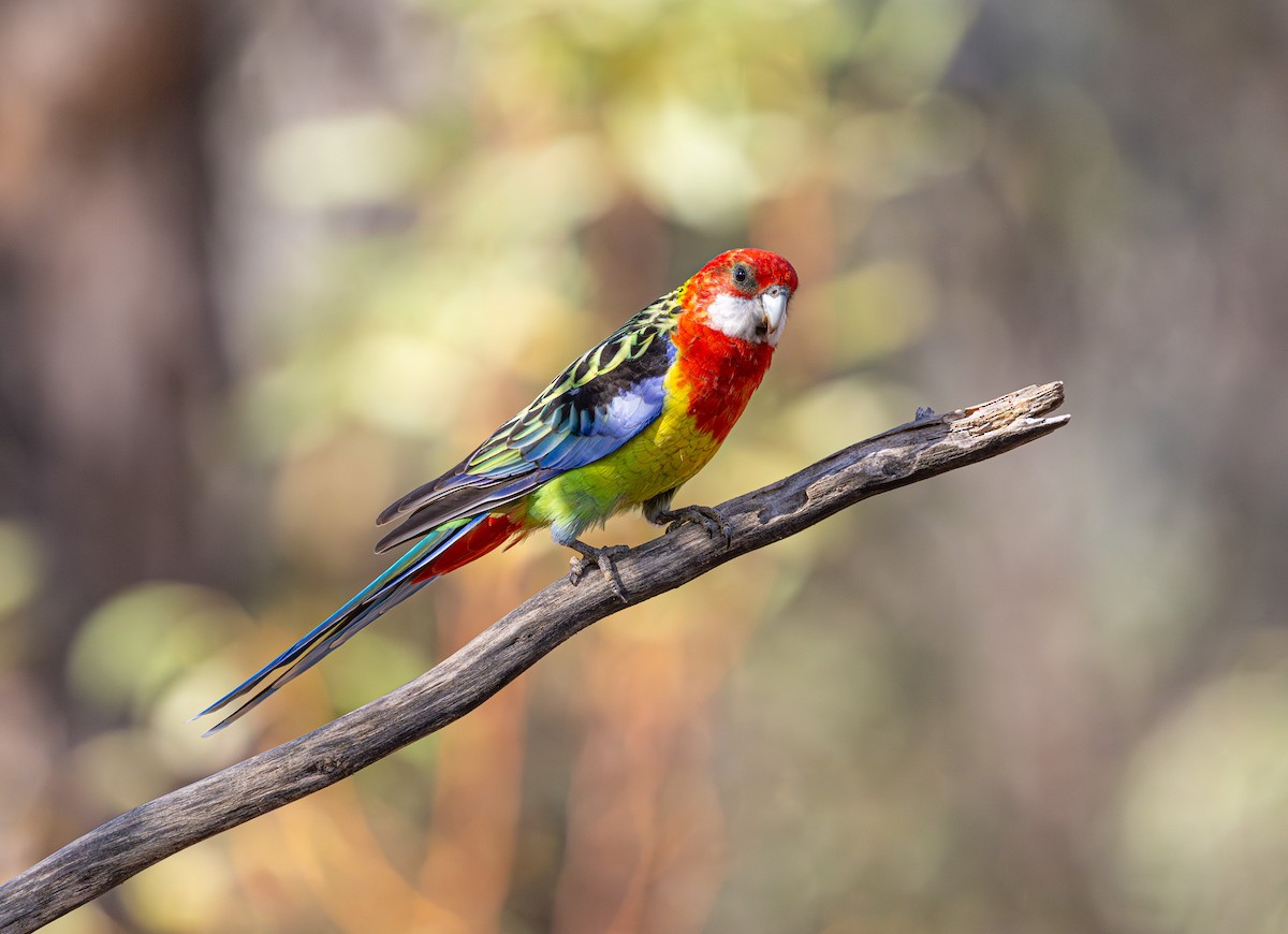 Eastern Rosella - ML638974862