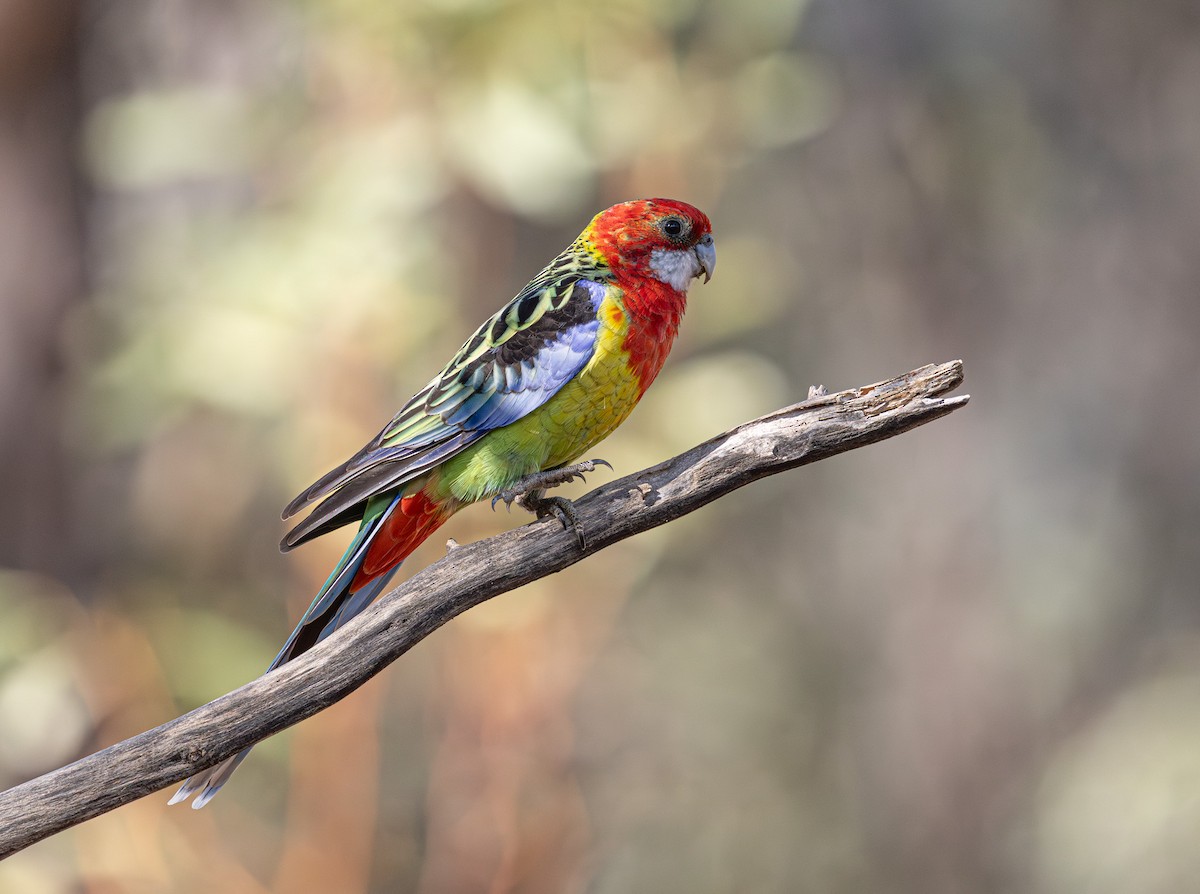 Eastern Rosella - ML638974864