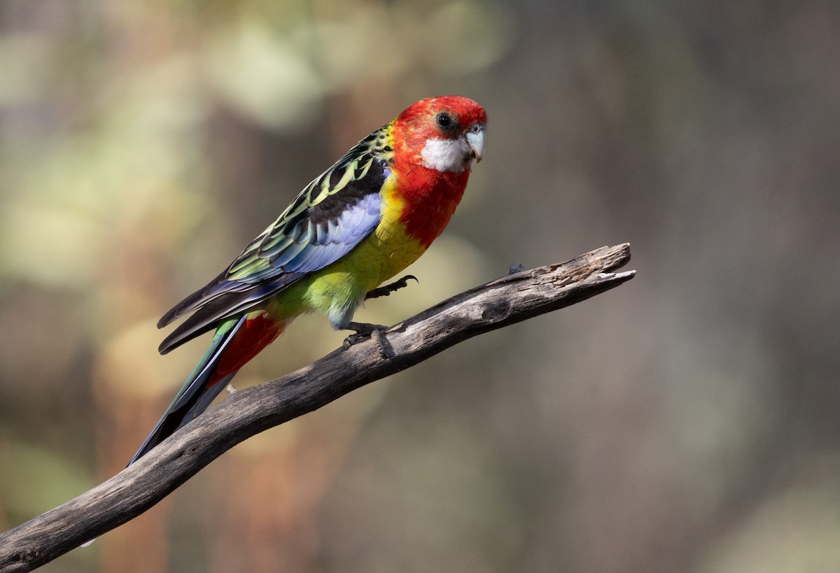 Eastern Rosella - ML638974865