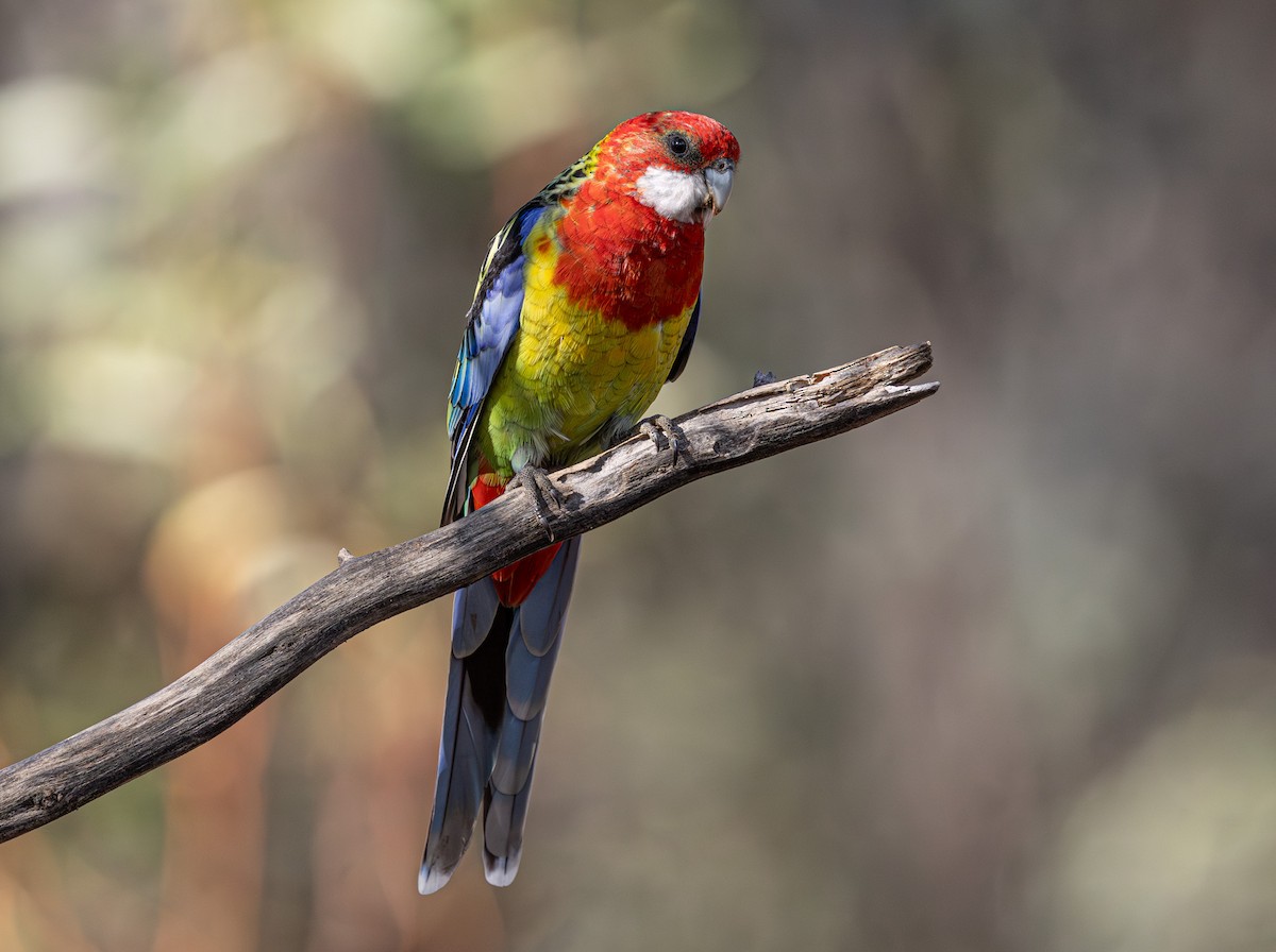 Eastern Rosella - ML638974866