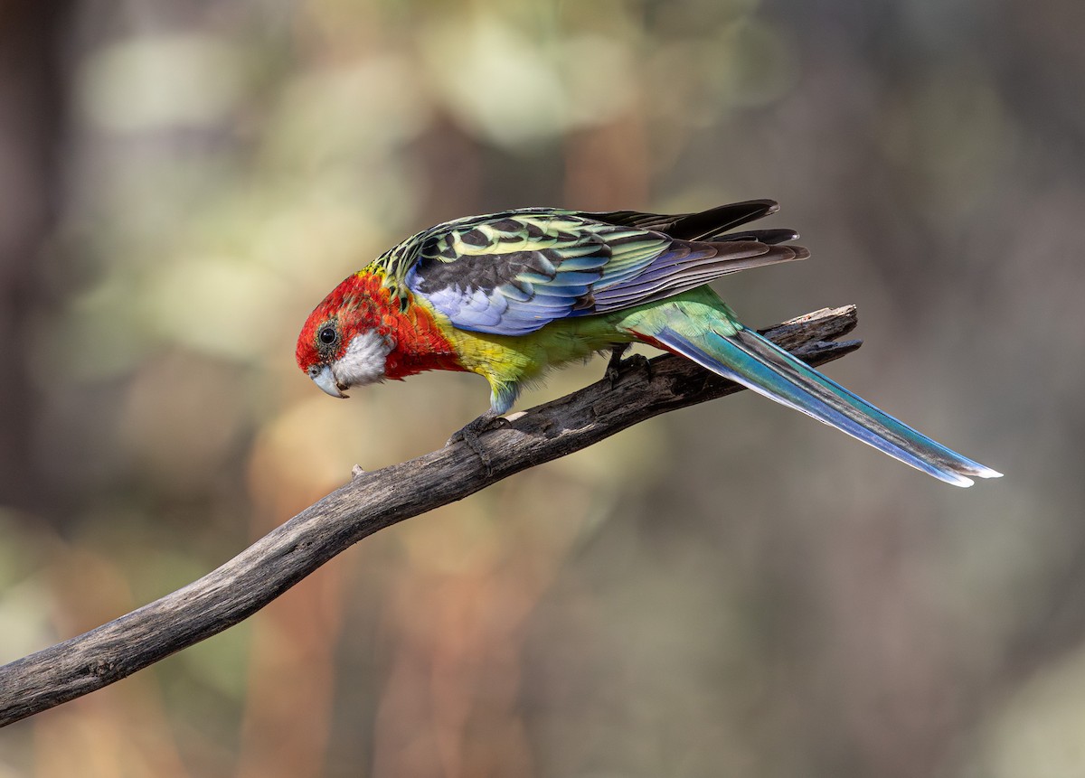 Eastern Rosella - ML638974867