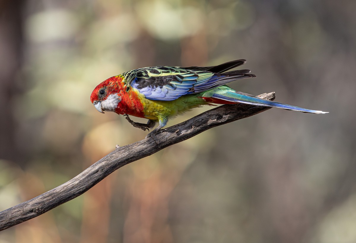 Eastern Rosella - ML638974868