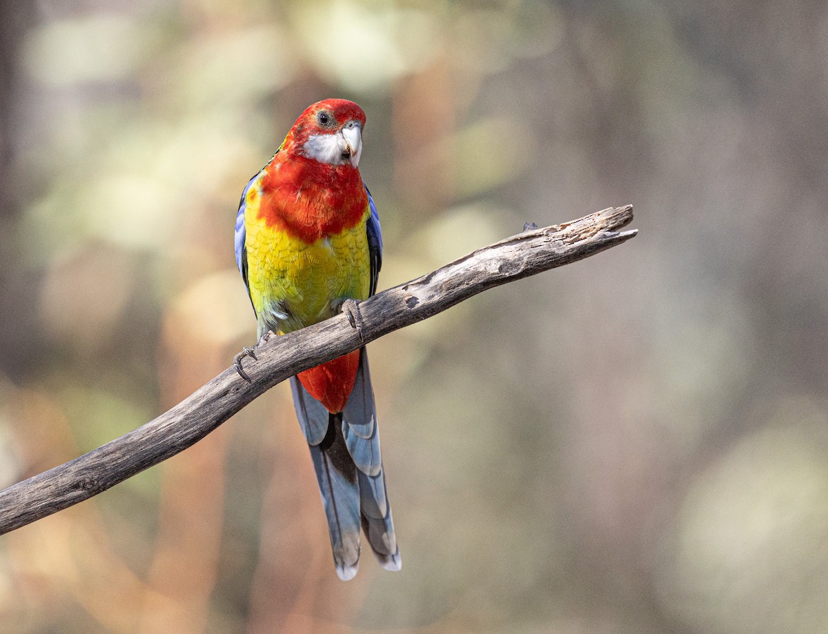Eastern Rosella - ML638974869