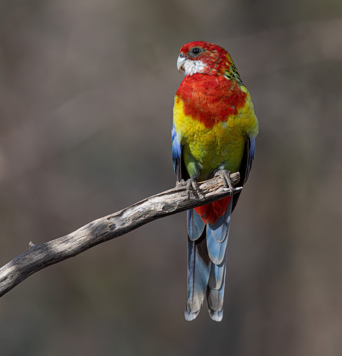 Eastern Rosella - ML638974872