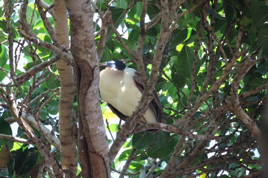 Nankeen Night Heron - ML638974874