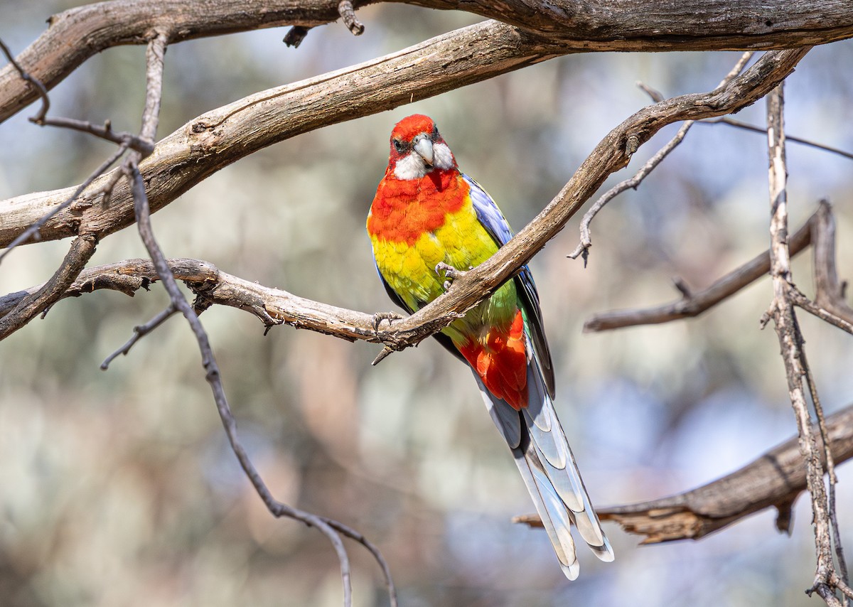 Eastern Rosella - ML638974875
