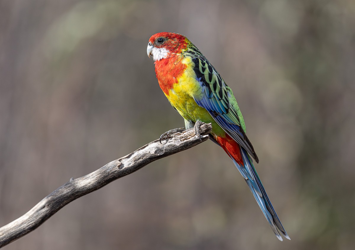 Eastern Rosella - ML638974882