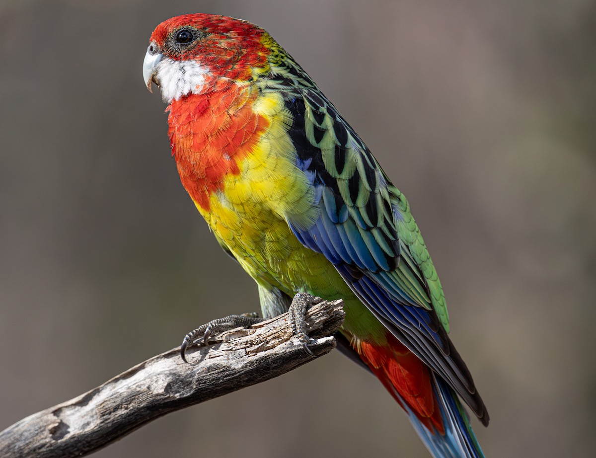 Eastern Rosella - ML638974883