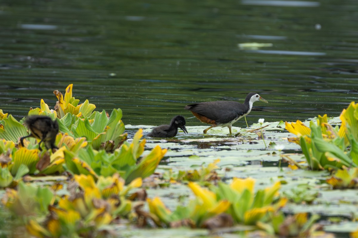White-breasted Waterhen - ML638974884