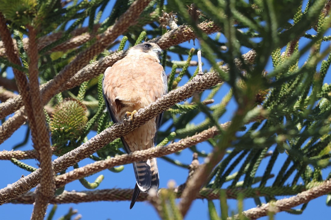 Australian Hobby - ML638974885
