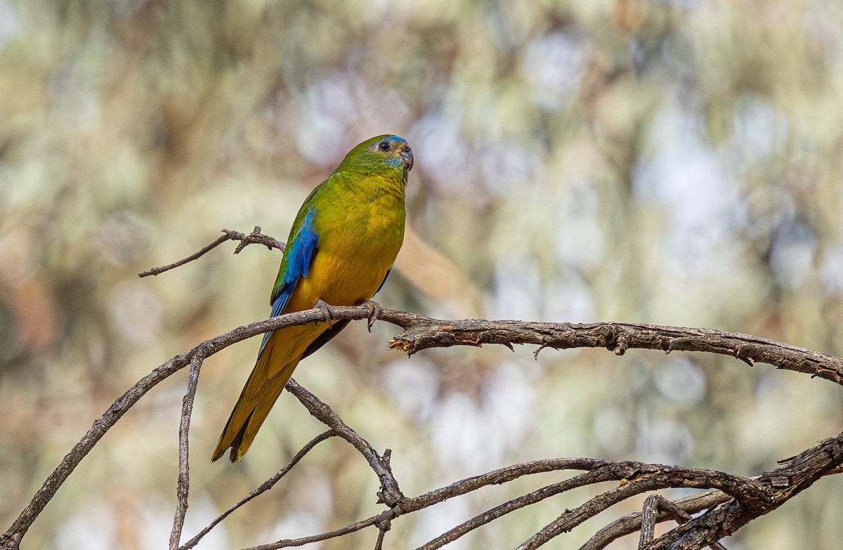 Turquoise Parrot - ML638974886