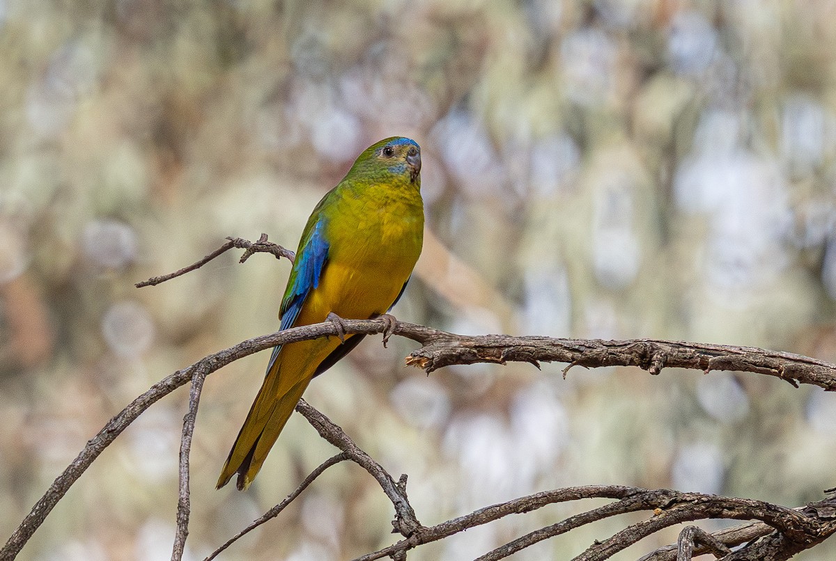Turquoise Parrot - ML638974887