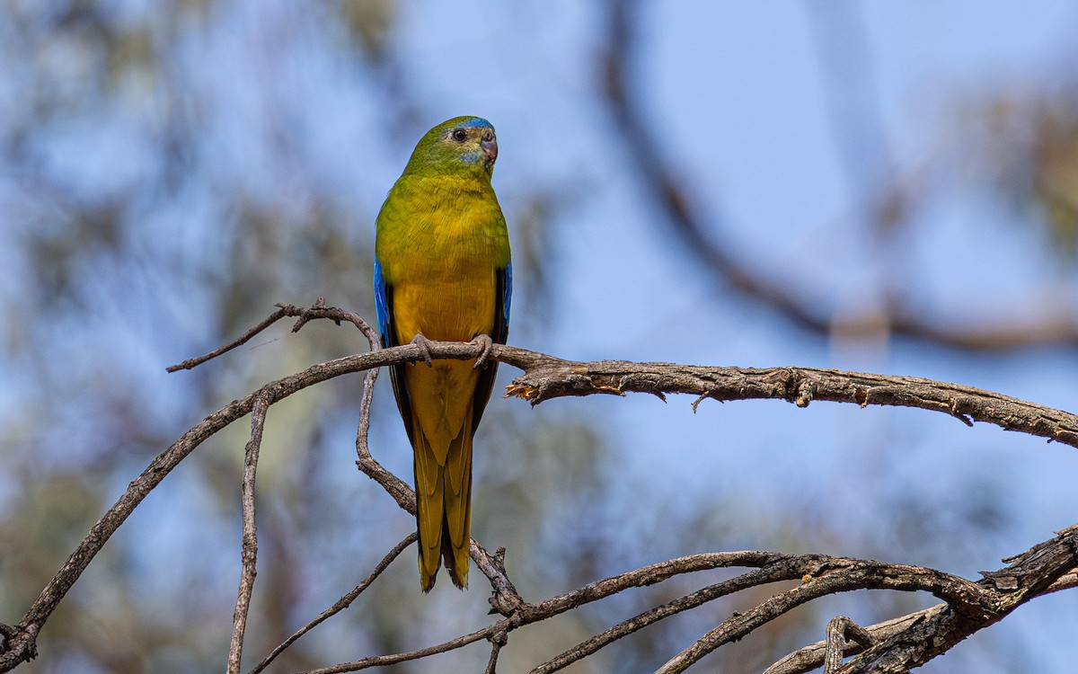 Turquoise Parrot - ML638974888