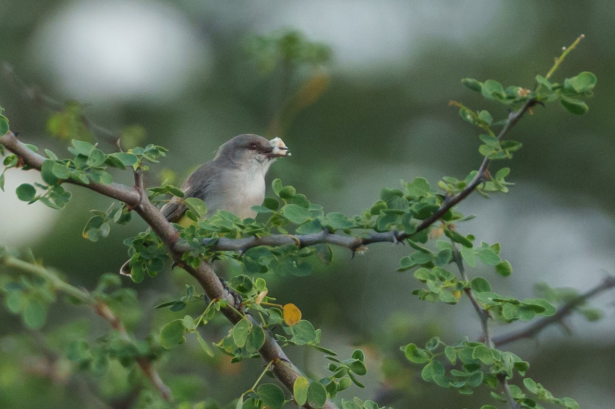 Yellow-bellied Eremomela - ML638974890