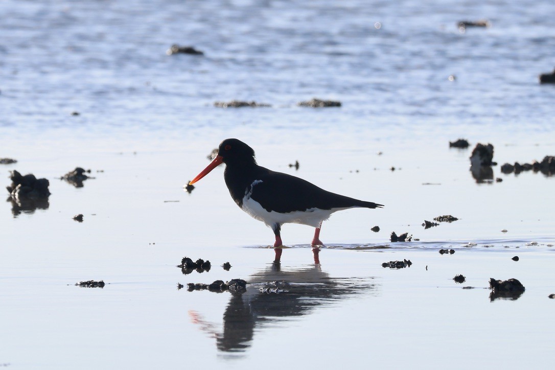 Pied Oystercatcher - ML638974891