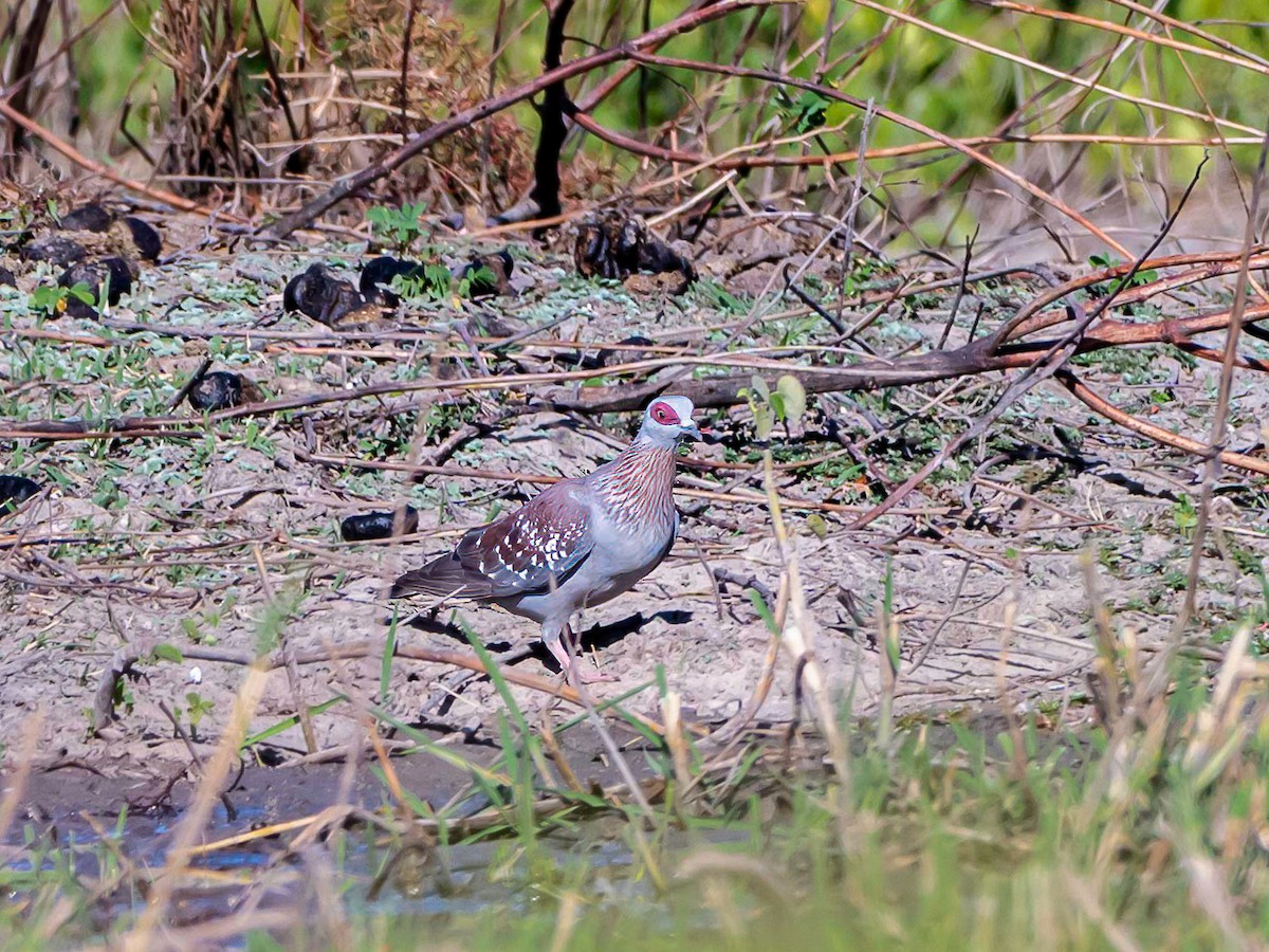 Pigeon roussard - ML638974899