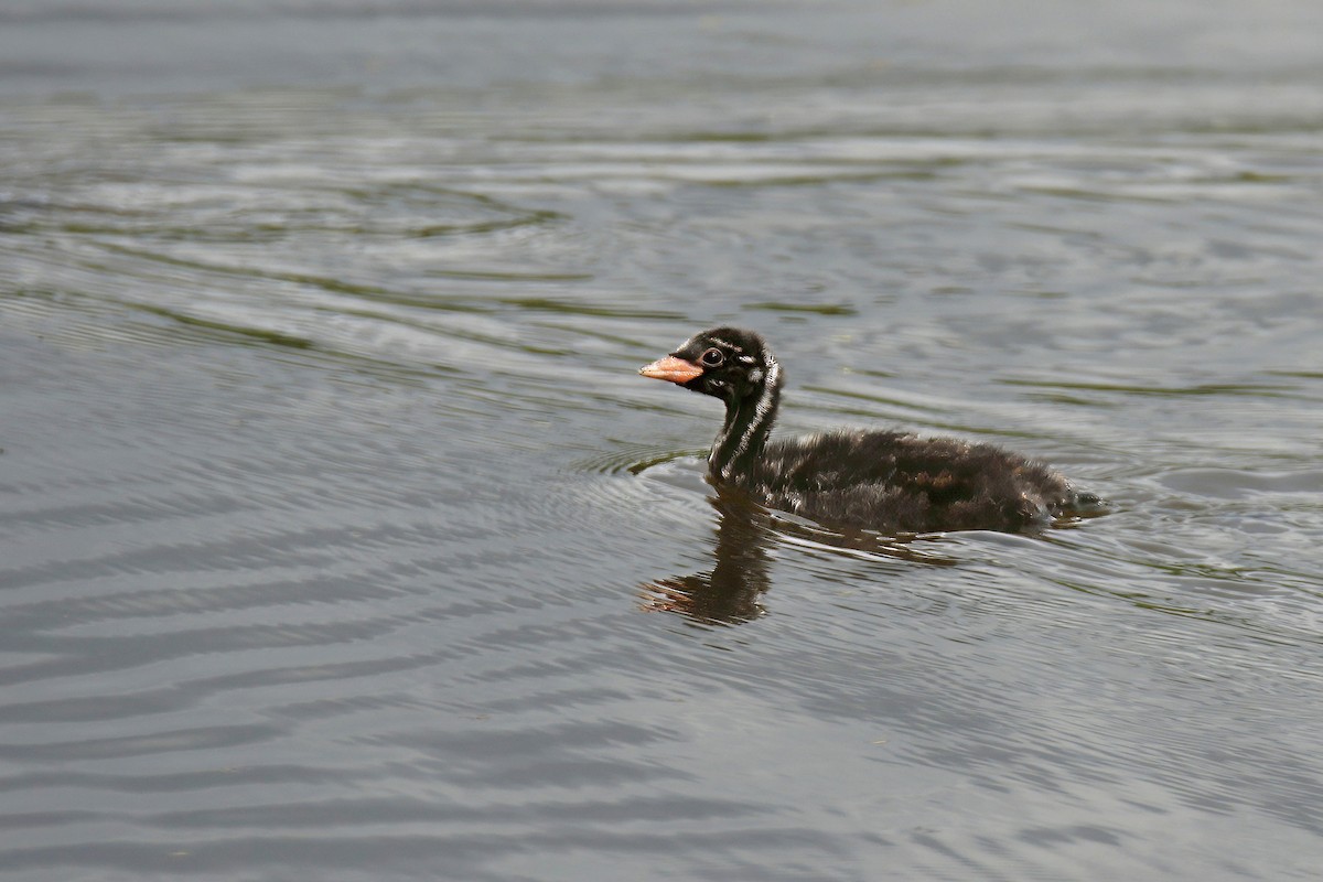 dvergdykker (ruficollis gr.) - ML638974901