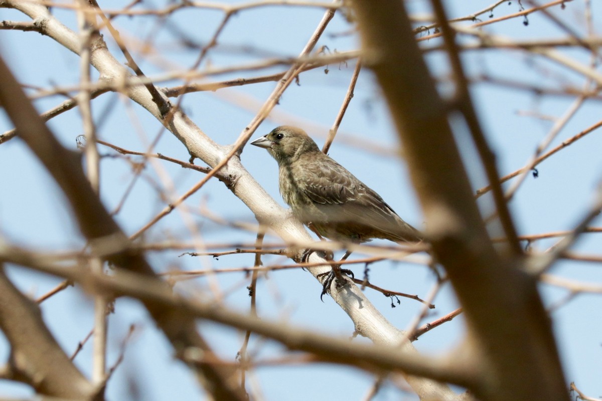 brunhodetrupial - ML638974913