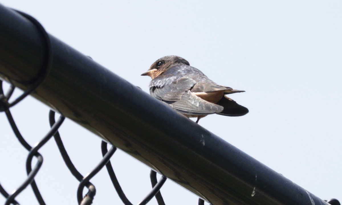 Enara arrunta (erythrogaster) - ML638974930