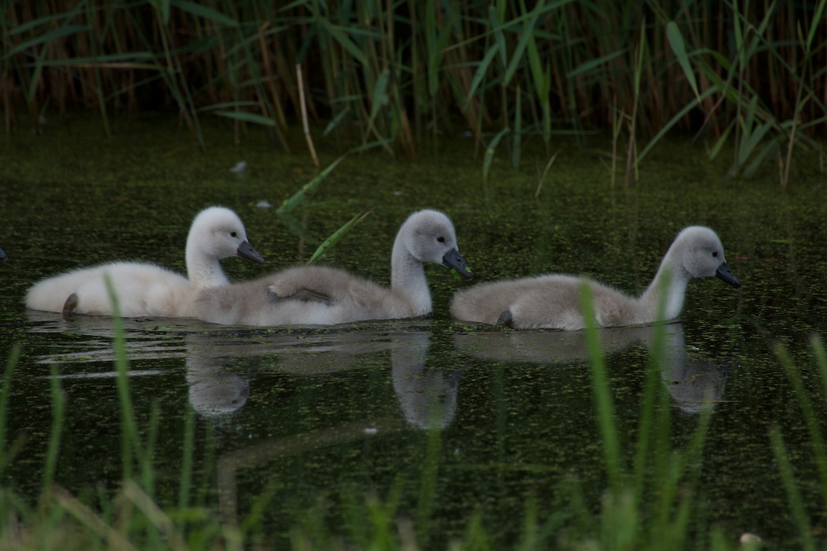 Cygne tuberculé - ML638975006