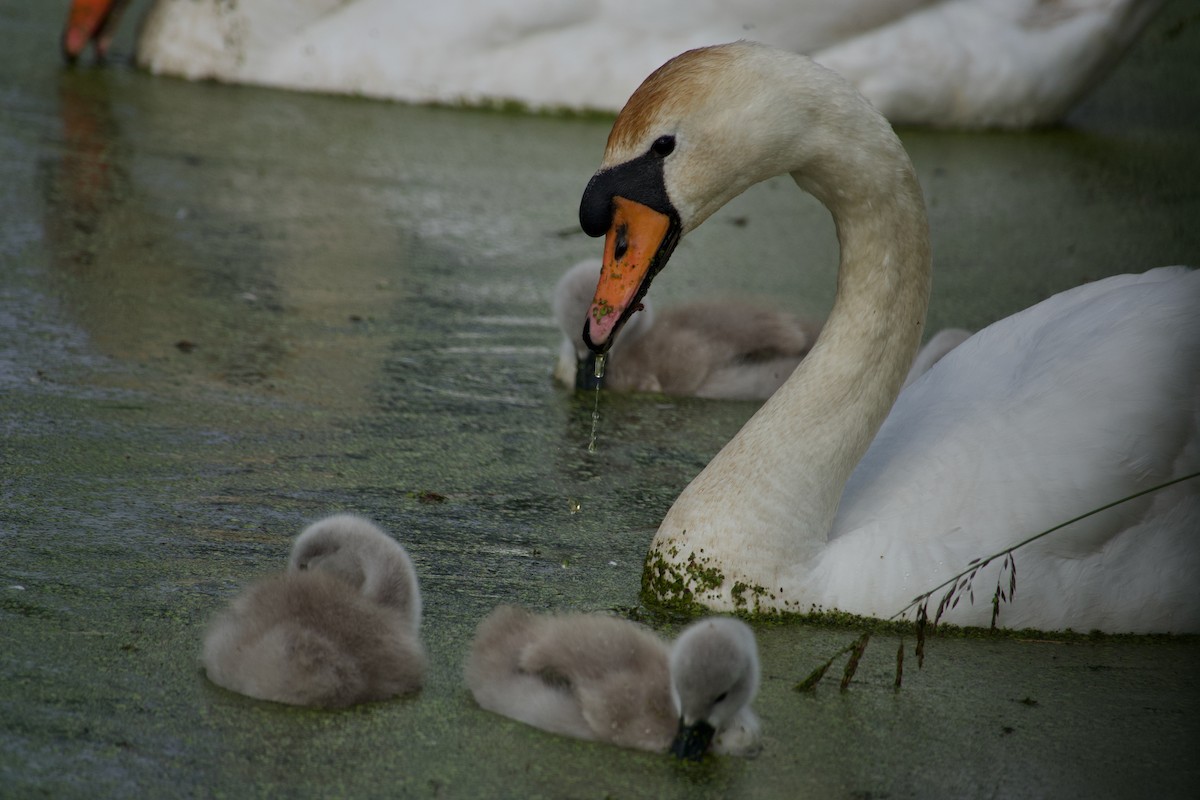 Cygne tuberculé - ML638975007