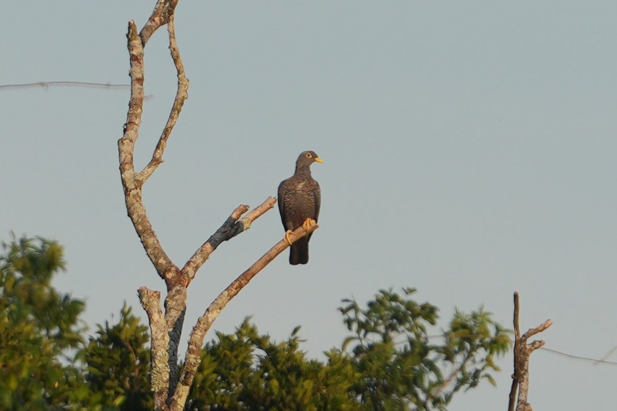 Pigeon rameron - ML638975009