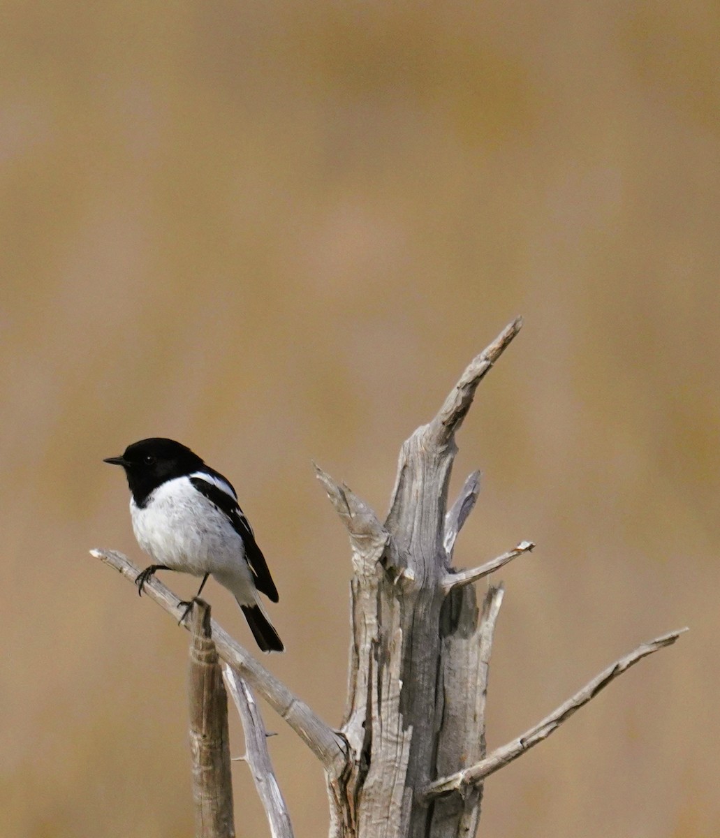 Hooded Robin - ML638975026