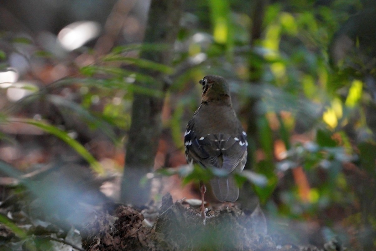 Spotted Ground-Thrush - ML638975033