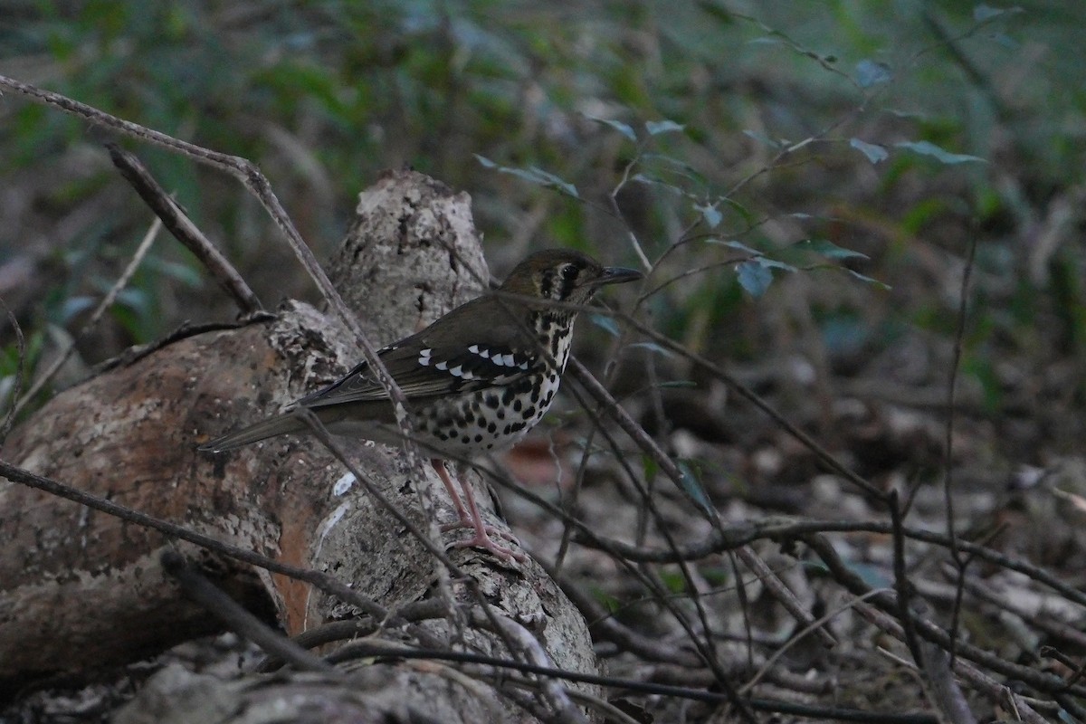 Spotted Ground-Thrush - ML638975034