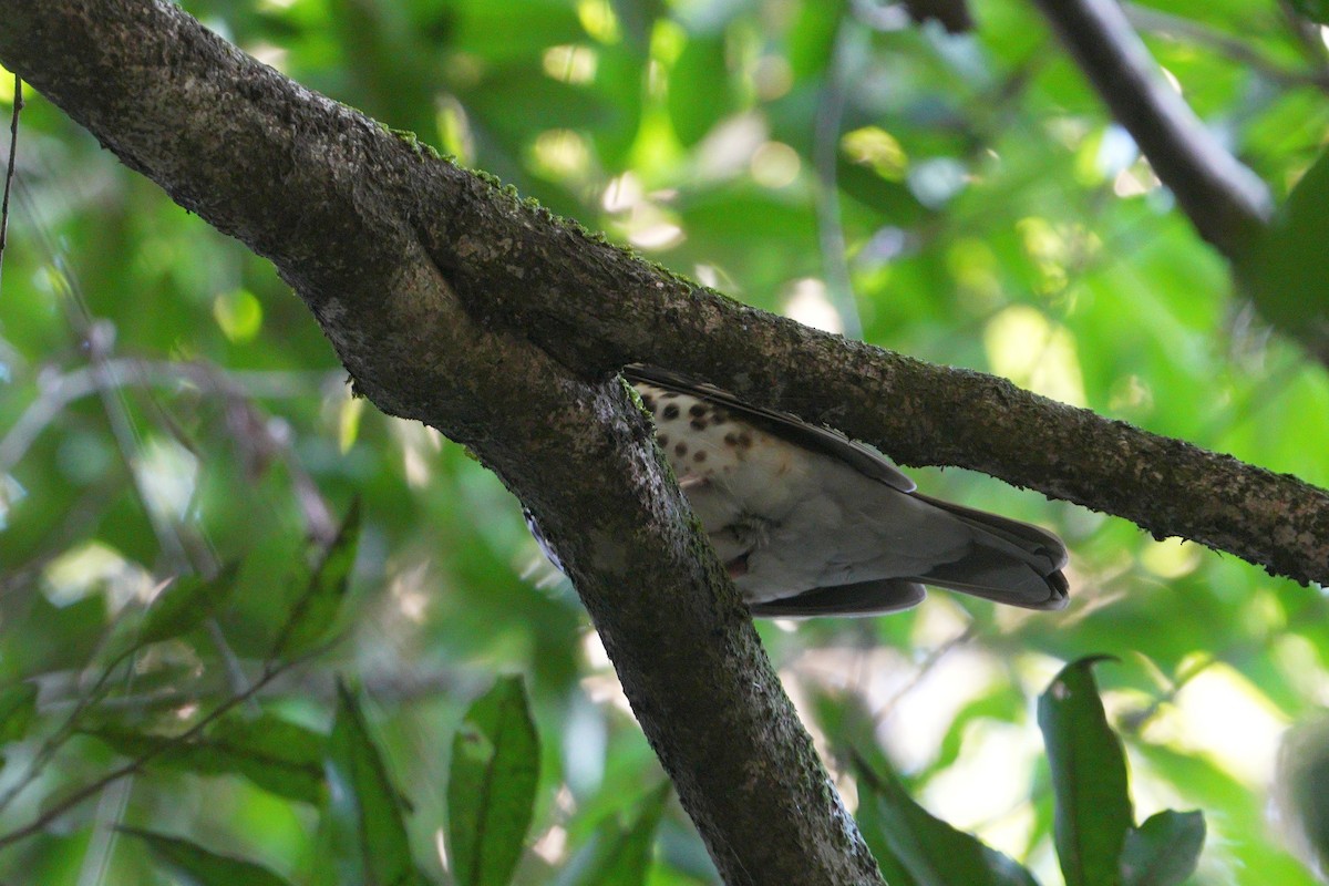 Spotted Ground-Thrush - ML638975035
