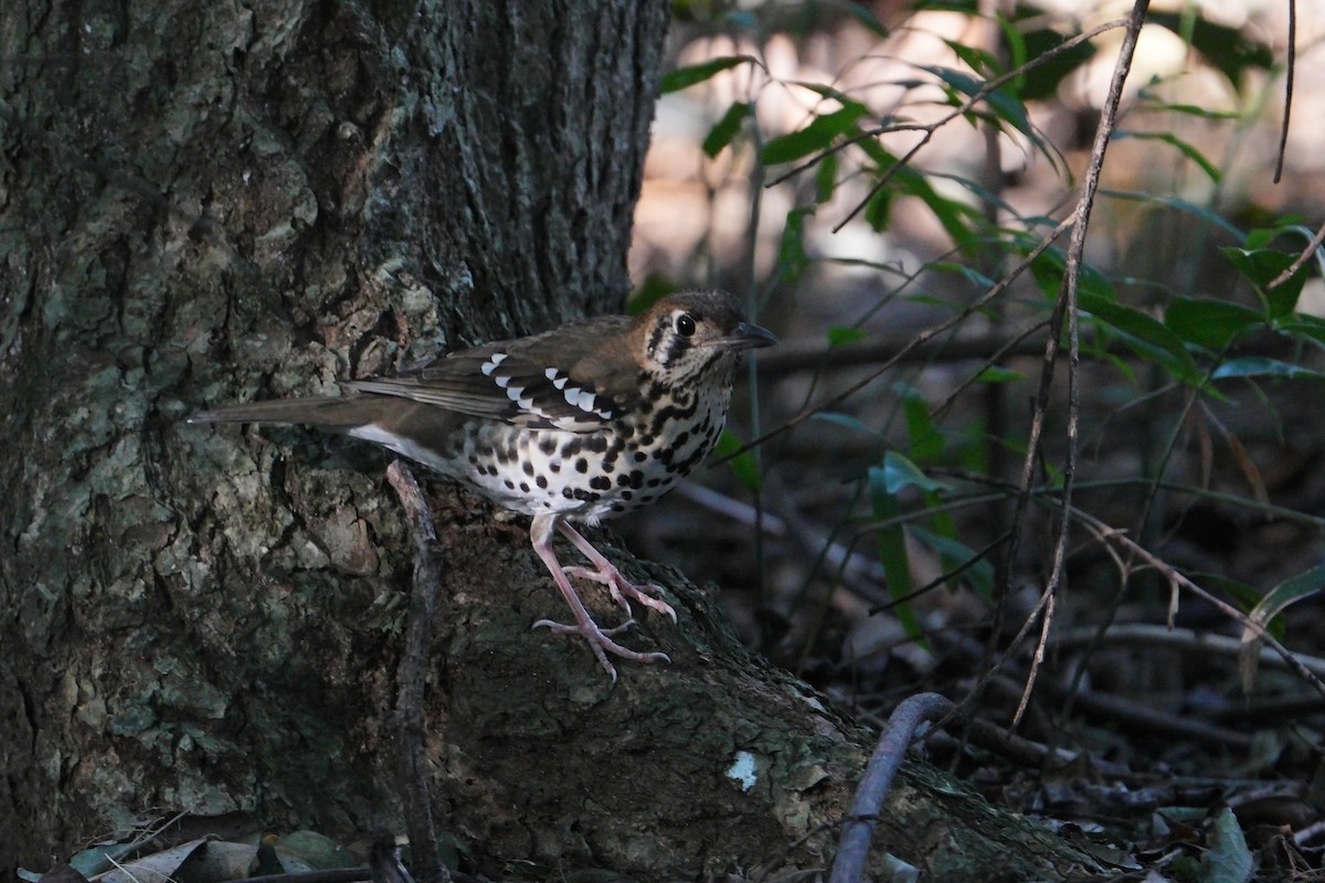 Spotted Ground-Thrush - ML638975036
