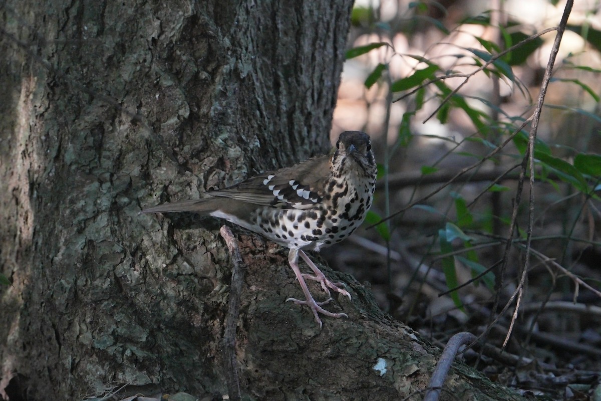 Spotted Ground-Thrush - ML638975037