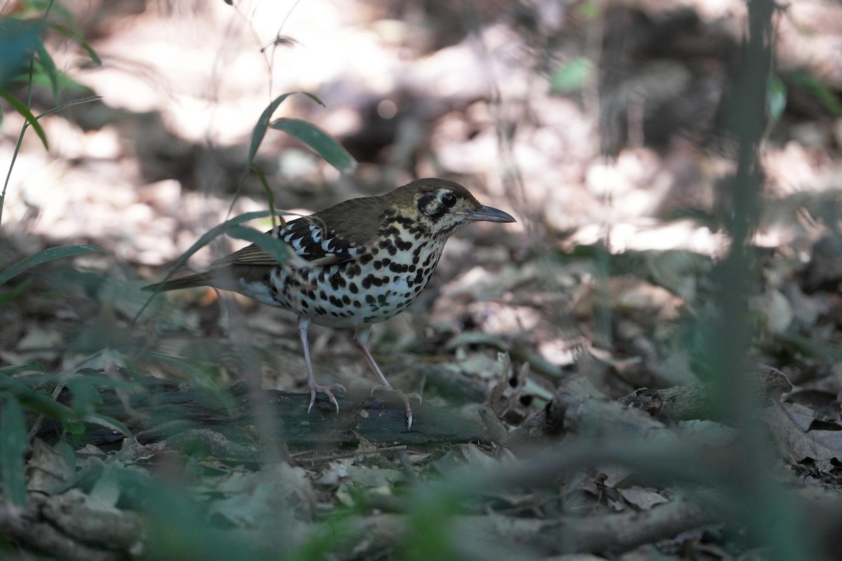 Spotted Ground-Thrush - ML638975038