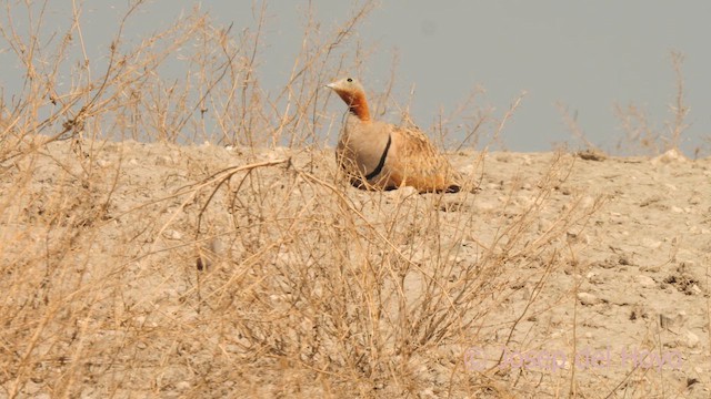 Black-bellied Sandgrouse - ML638975077