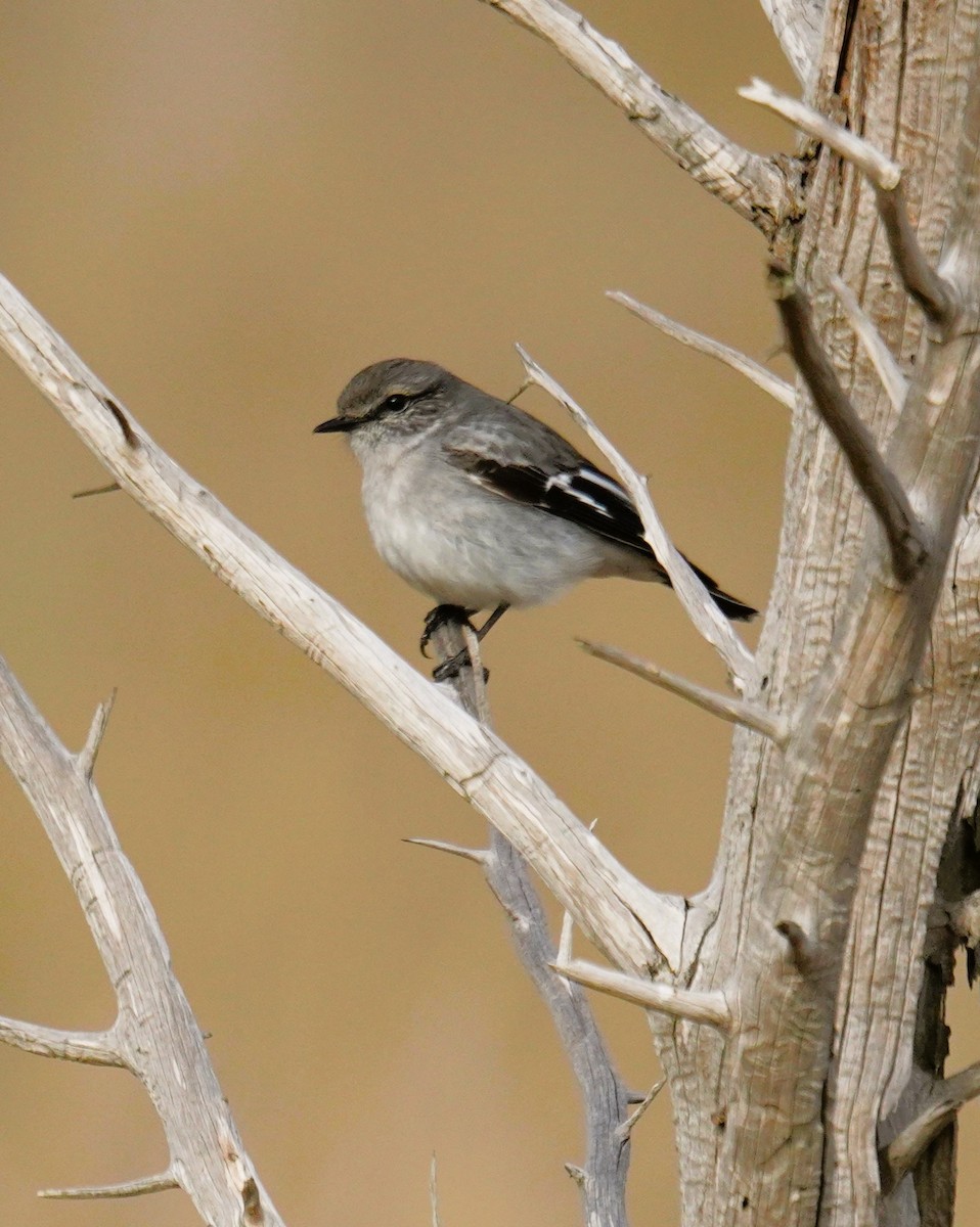 Hooded Robin - ML638975078