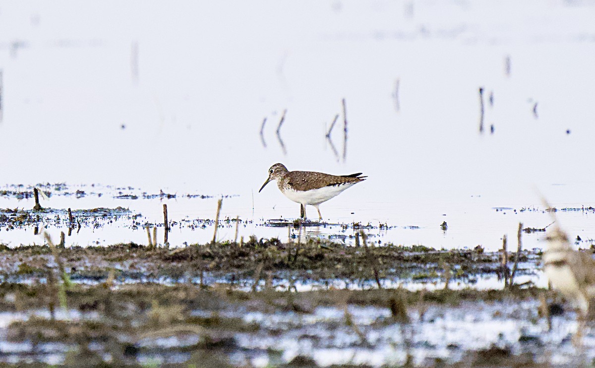 Solitary Sandpiper - ML638975079