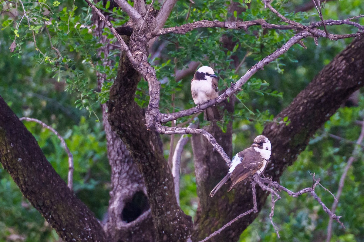 White-rumped Shrike - ML638975081