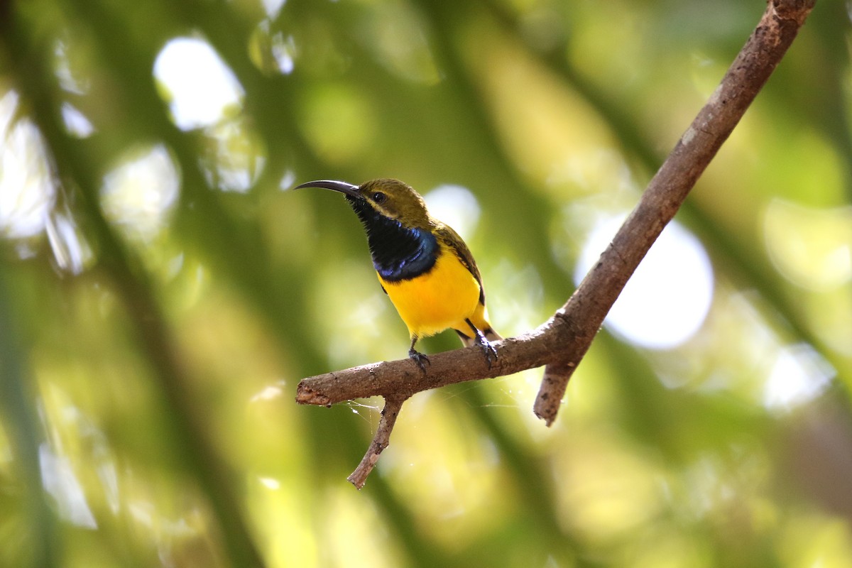 Sahul Sunbird - ML638975084