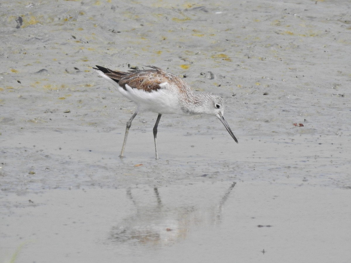gluttsnipe - ML638975095