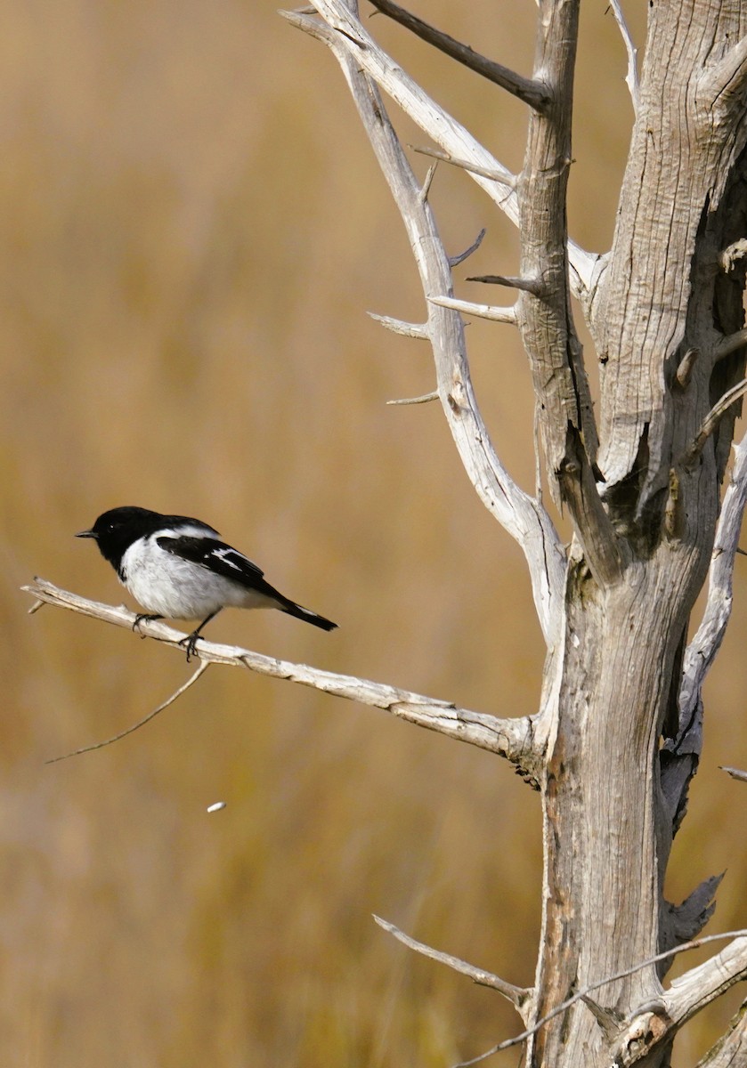 Hooded Robin - ML638975096