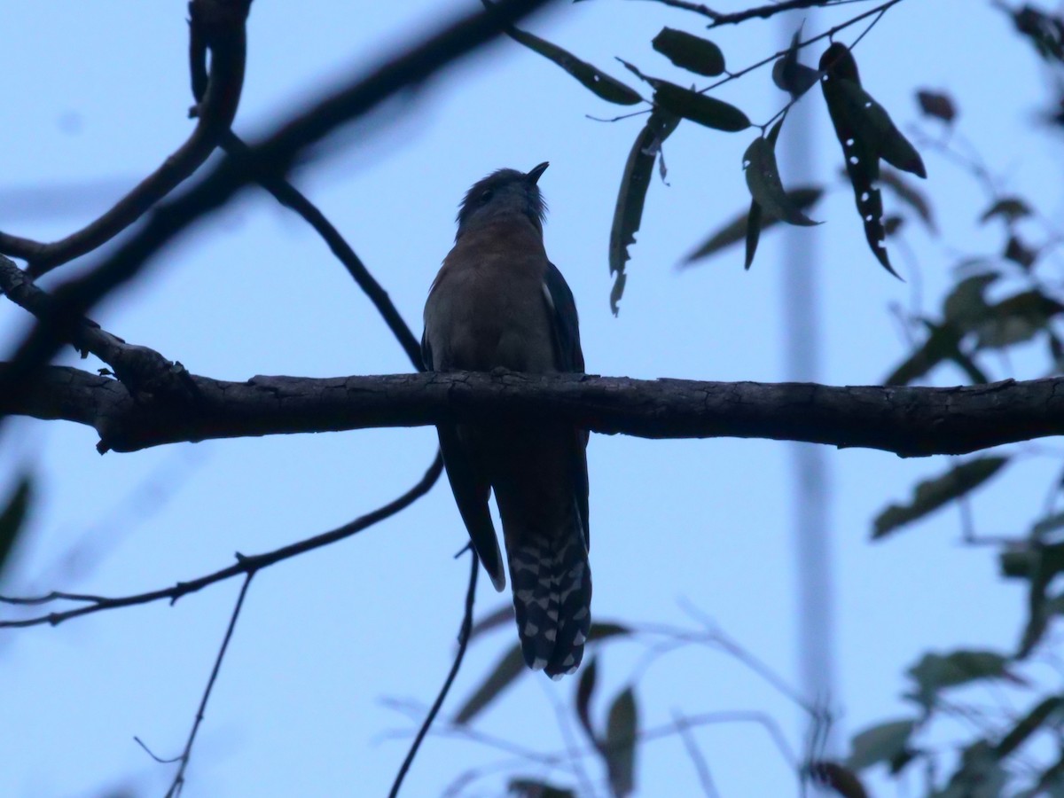 Fan-tailed Cuckoo - ML638975102