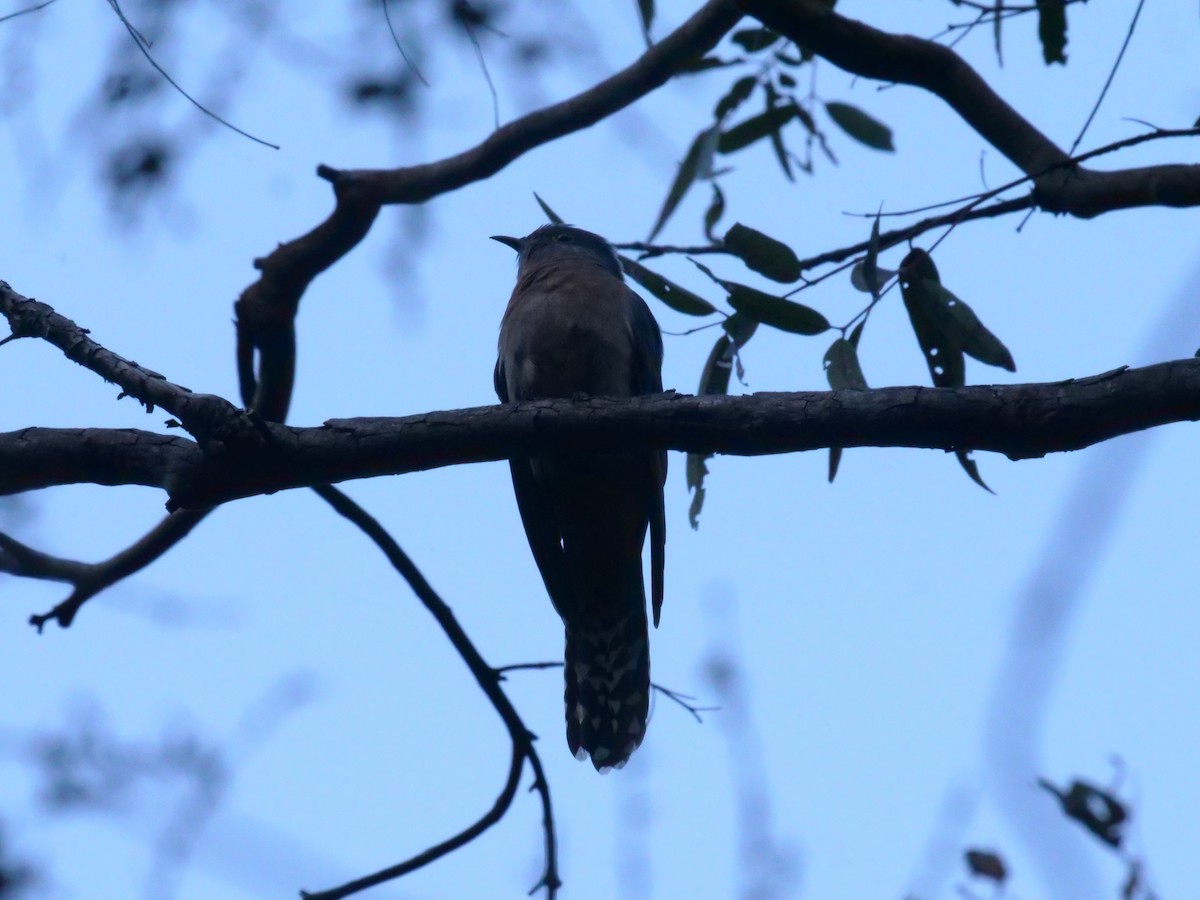 Fan-tailed Cuckoo - ML638975103