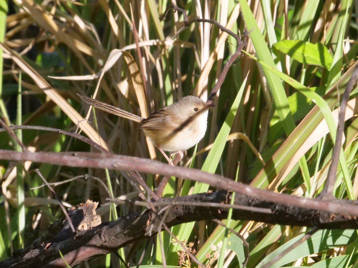 Red-backed Fairywren - ML638975104