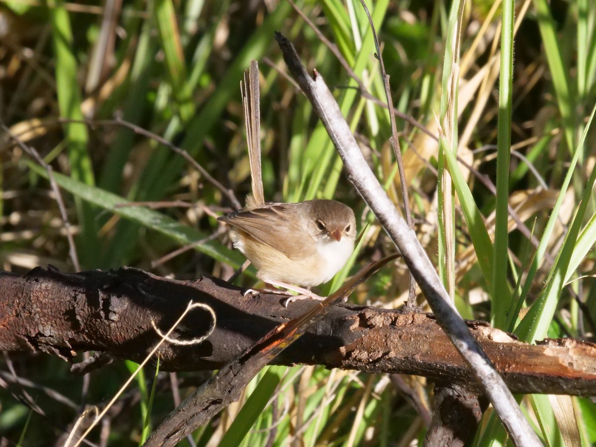 Red-backed Fairywren - ML638975105