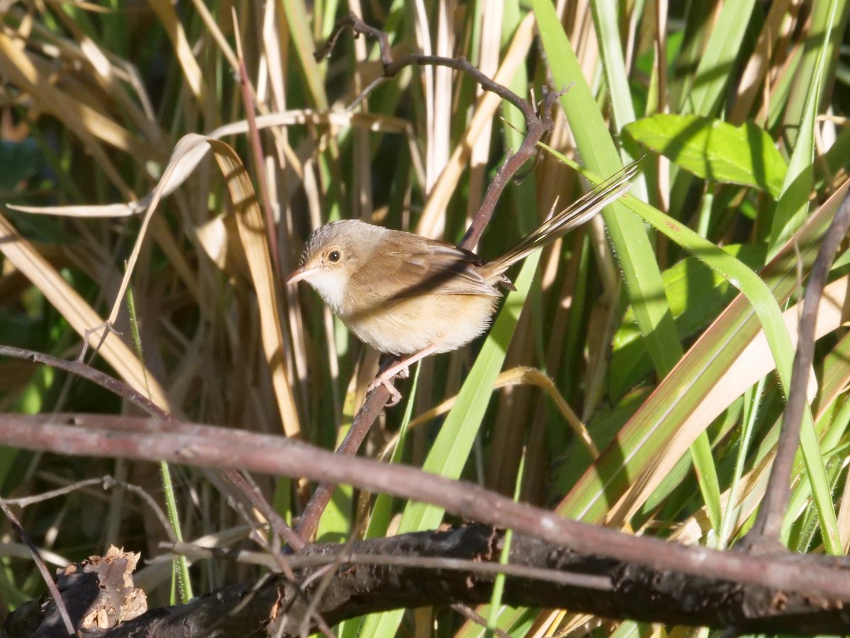 Red-backed Fairywren - ML638975106