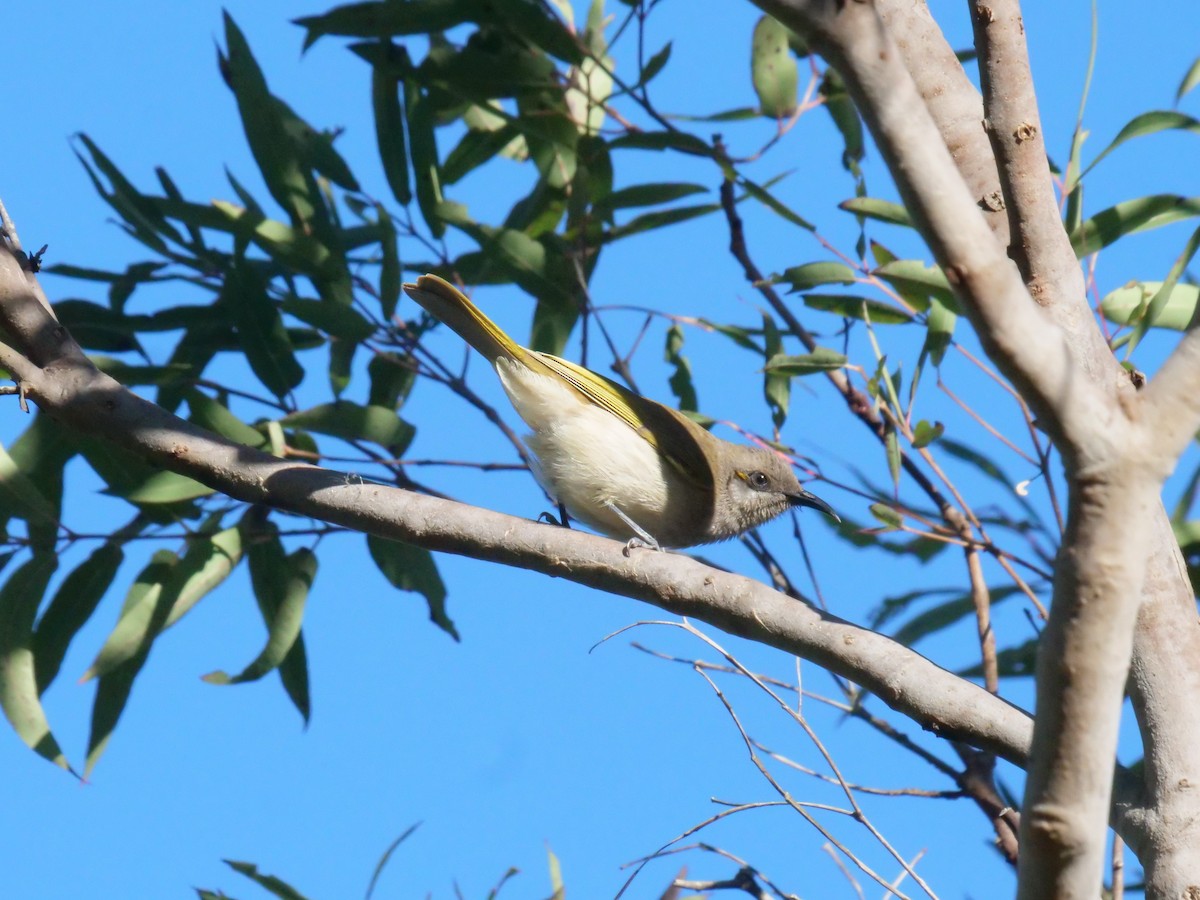 Brown Honeyeater - ML638975110