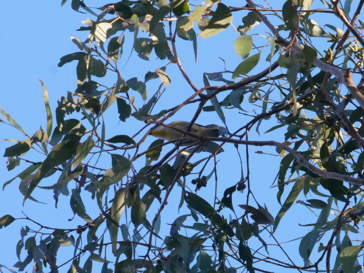 Striated Pardalote - ML638975111