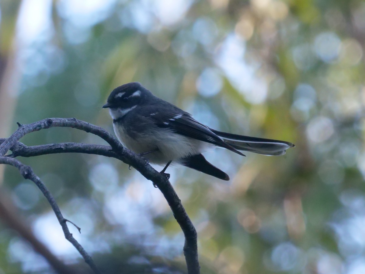 Gray Fantail - ML638975113